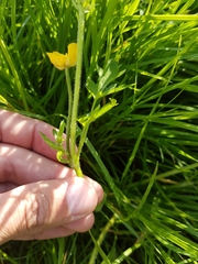 Ranunculus repens
