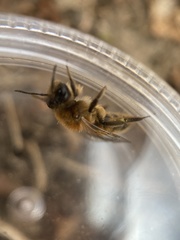 Andrena clarkella