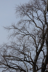Tilia