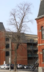 Tilia