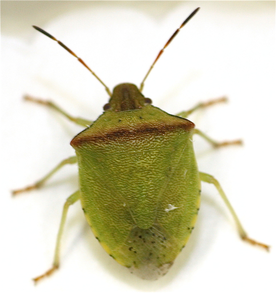 Thyanta calceata