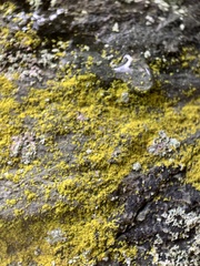 Chrysothrix chlorina