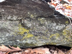 Chrysothrix chlorina