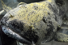 Dwarf Goonch photo 5