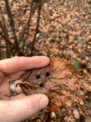 Hormaphis hamamelidis