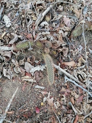 Acanthocereus oaxacensis