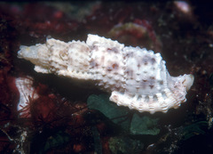 Plesiotriton mirabilis