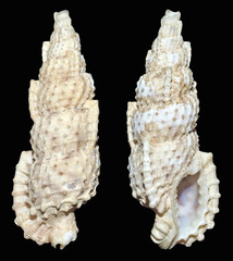 Plesiotriton mirabilis