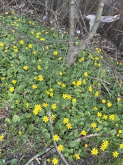 Ficaria verna