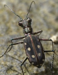 Calomera lacrymosa