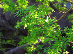 Bursera lancifolia
