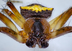 Araneus bispinosus