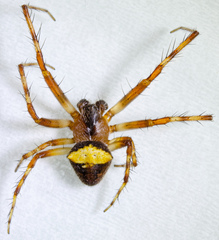 Araneus bispinosus