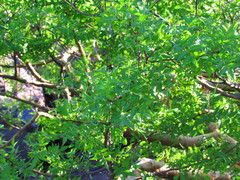 Bursera lancifolia