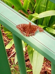 Euthalia adonia pinwilli