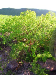 Bursera lancifolia