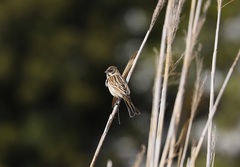 Emberiza schoeniclus