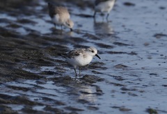 Calidris alba