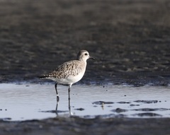 Pluvialis squatarola