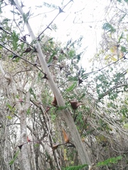 Vachellia campechiana