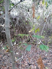 Vachellia campechiana