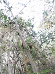 Vachellia campechiana