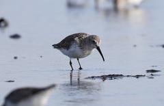 Calidris alpina