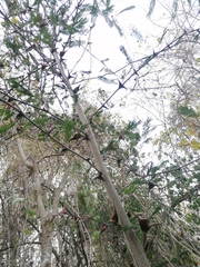 Vachellia campechiana