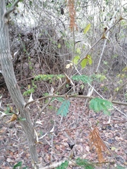 Vachellia campechiana