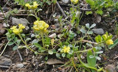 Odontarrhena carica