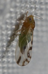 Heteropsylla