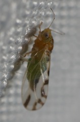 Heteropsylla