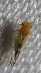 Heteropsylla
