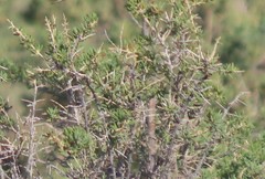 Sarcobataceae