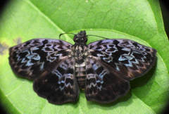 Cycloglypha thrasibulus thrasibulus