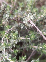 Artemisia herba-alba
