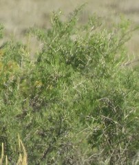 Sarcobataceae