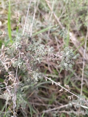 Artemisia herba-alba