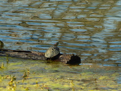Trachemys scripta elegans