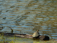 Trachemys scripta elegans