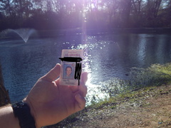 Trachemys scripta elegans