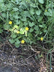 Ficaria verna