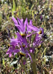Primula clevelandii gracilis