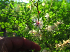 Mimosa distachya