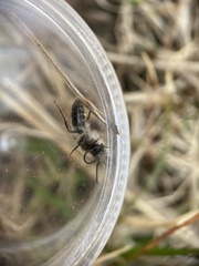 Andrena clarkella