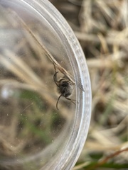 Andrena clarkella