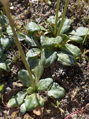 Primula clevelandii gracilis