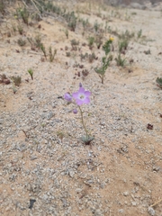Gilia cana