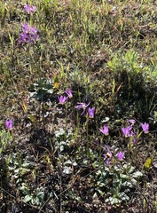 Primula clevelandii gracilis