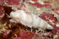Tritonoharpa antiquata